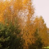 Silver Birch Grove