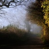 Misty morning