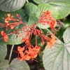 At the Eden Project