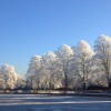 Frozen Trees, Minster Pool
