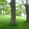 Clifton Trees