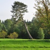 Trees at Wakehurst