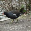 Moorhen.