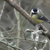 Great Tit.