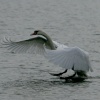 Mute Swan