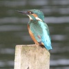 Kingfisher at Sprotbrough Flash