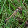 Newly emerged 4 spotted chaser