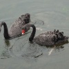 Black Swans