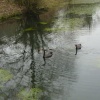 Black Swans
