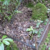 Dog Grave