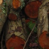 Into the forest and you will find a log pile