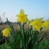 Spring is coming