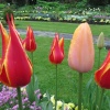 Mixed Coloured Tulips