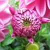 Dahlia