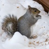 Squirrel 2