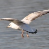 Black Headed Gull