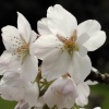 Cherry blossom, the Churchyard, Kirtlington, Oxfordshire