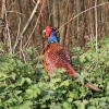 A passerby on a country lane near Hailsham!