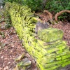 A walk in the woods above Beauchief Hall