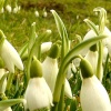 Snowdrops