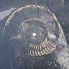 Ammonite fossil