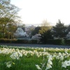 Daffodils, Windmill hill