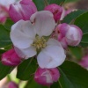 Apple Blossom