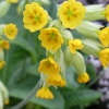 Cowslips