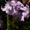 Pink Bells