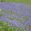 Bluebells at Willersley Castle
