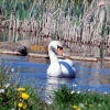 Rainton Meadows
