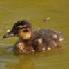 Duckling
