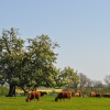 Underneath the spreading Chestnut tree!