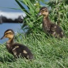 Ducklings by the village pond