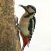 Greater Spotted Woodpecker
