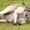 Kangaroo