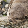 Otter