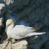 Gannet Nesting