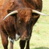 Longhorn Bull