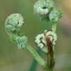 Fern buds