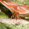 Moth
