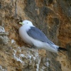 Kittiwake.
