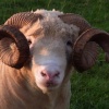 Dorset Longhorn Ram