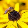 Busy bee
