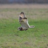 A Short Eared Owl carrying a Vole