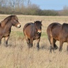 Exmoor Ponies