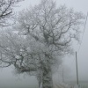 Haw Frost