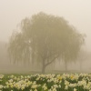Misty March morning