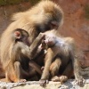 Paignton Zoo April 2012 - Kids play