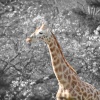 Paignton Zoo April 2012 - Young Giraffe
